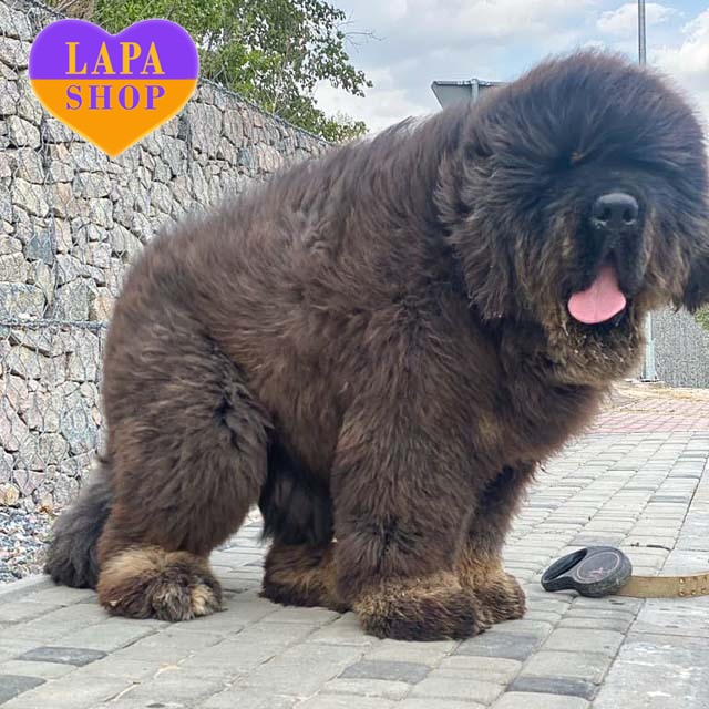 Empire-Romanovix-Lester-04