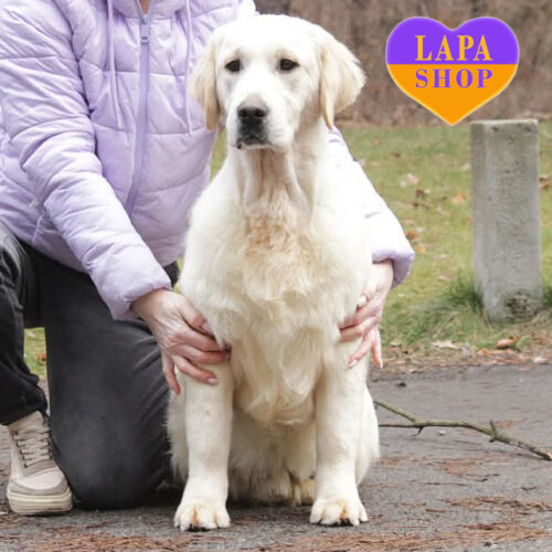 Красень породи золотистий ретривер Encho