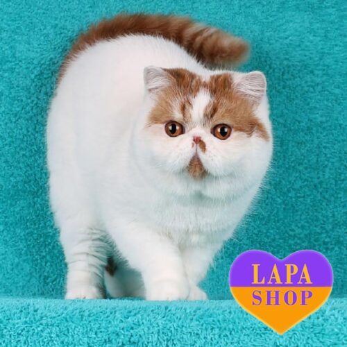 Funtik is a Charming Exotic Kitten in a Plush Fur Coat