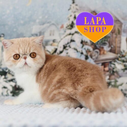 Exotic Cream White Kitten Yasimon