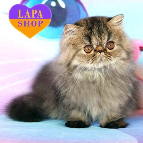 Charming Exotic Longhair Kitty Zita