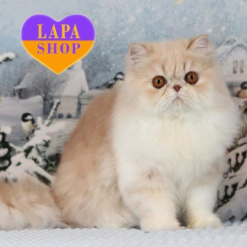 Yromir is a Longhair Handsome Exotic Kitten