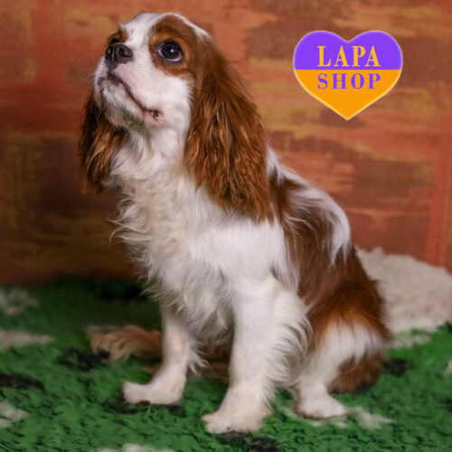 Милий хлопчик кавалер кінг чарльз спанієль Fabian My Happiness