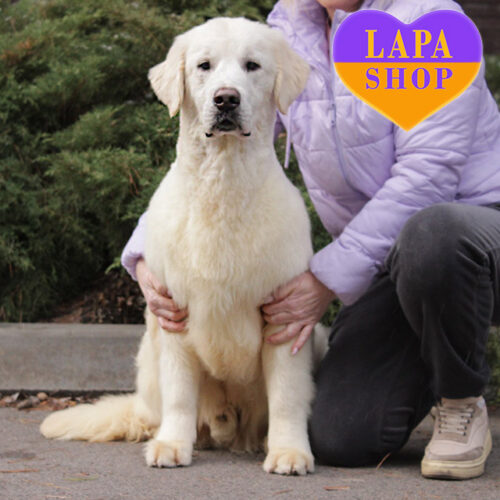 Filimon породы золотистый ретривер - готов стать частью вашей семьи