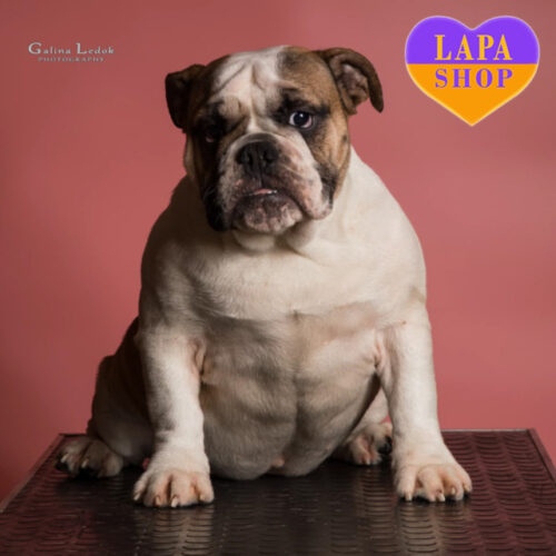 Розкішна дівчинка породи англійський бульдог Gaechka