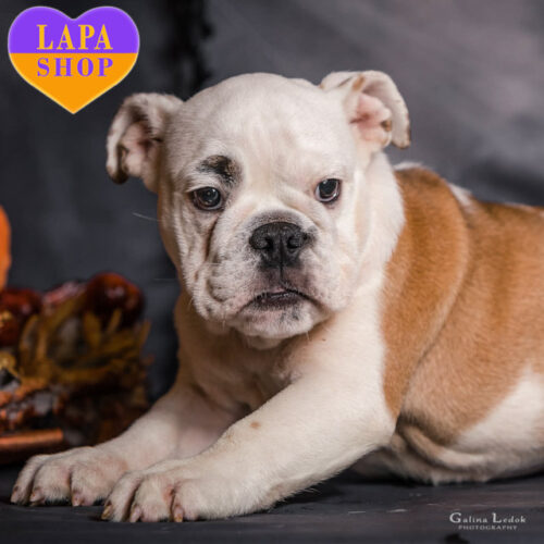 Мила красуня породи англійський бульдог Gucci