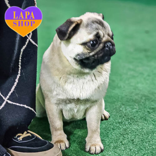 Hi My Hope — a Sweet Pug Girl