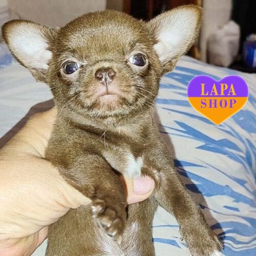 Очаровательная мини красавица породы чихуахуа Hrysanthemum