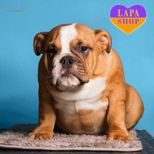 Гарний хлопчик породи англійський бульдог Hugo Boss