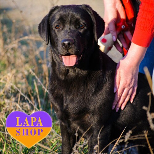 Independence is a Beautiful Labrador Retriever