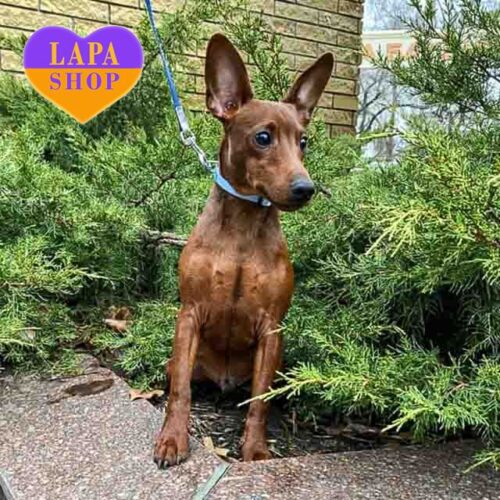 Рыжий миниатюрный пинчер Irbis – ждет семьи