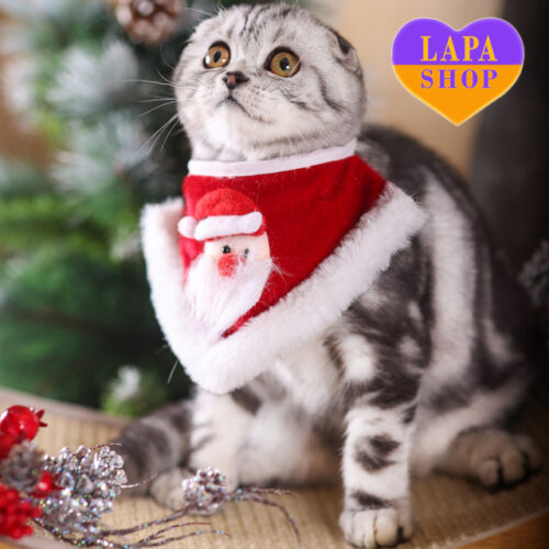 Красавица Isabel - шотландская вислоухая девочка