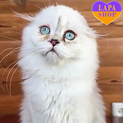 Charming Long-Haired Scottish Fold Girl Jane