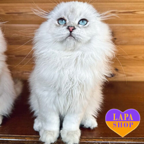 Handsome Long-Haired Scottish Fold Boy Javelin