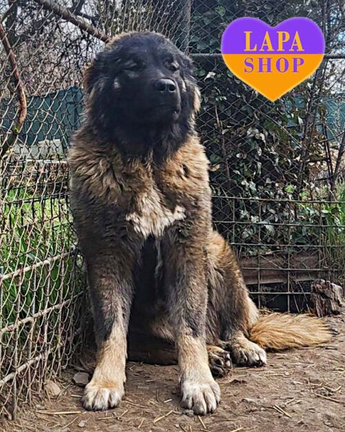 кавказька вівчарка сірого забарвлення