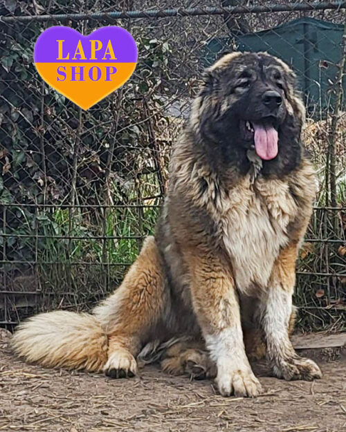 кавказька вівчарка сірого забарвлення