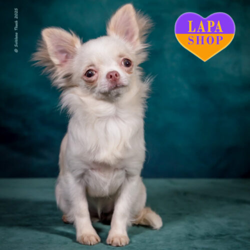 Мила міні красуня породи чихуахуа Jessica