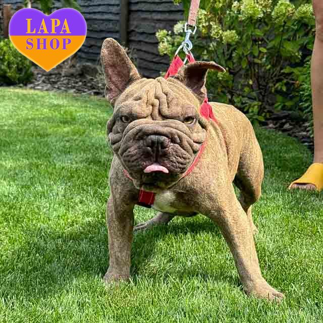 Adorable Handsome French Bulldog Boy with Big Rope Velvet Type