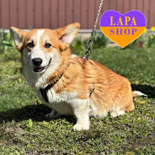 Мальчик породы вельш корги пемброк Джокер