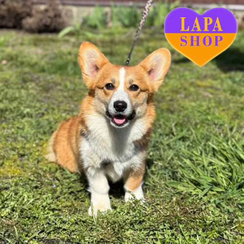 Девочка породы вельш корги пемброк Джози