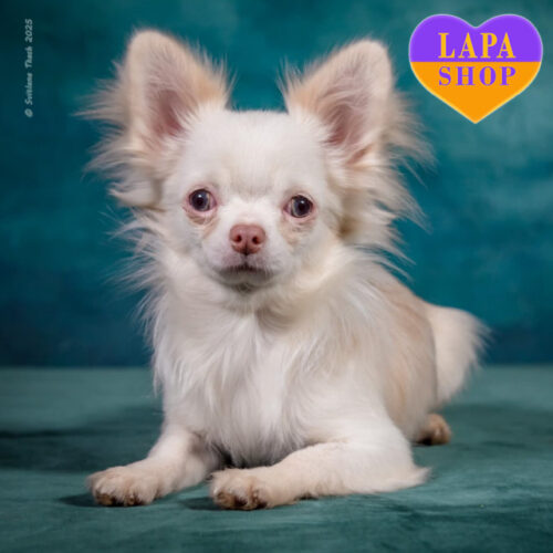 Милий довгошерстий красень породи чихуахуа June