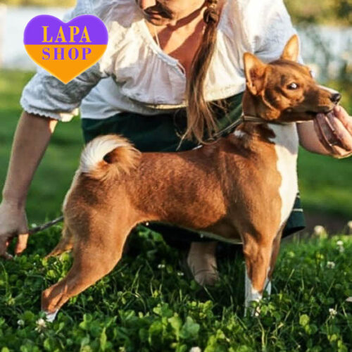 Kahawa — Beautiful Girl Basenji Breed