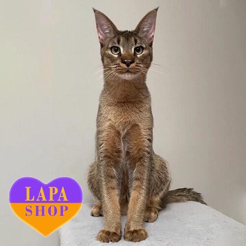 Richie is a Luxurious Kitten of the Exotic Breed Caracat F2 in Wild Color