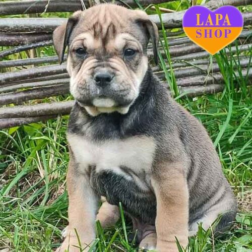 Очаровательный мальчик Khan породы ка-де-бо ждет семью