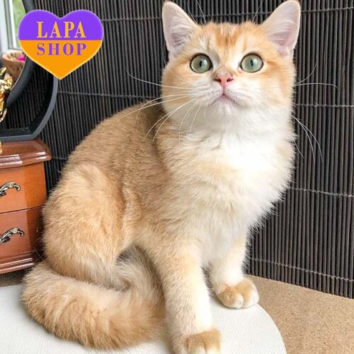 Adorable British Boy Kiwi in a Golden Coat