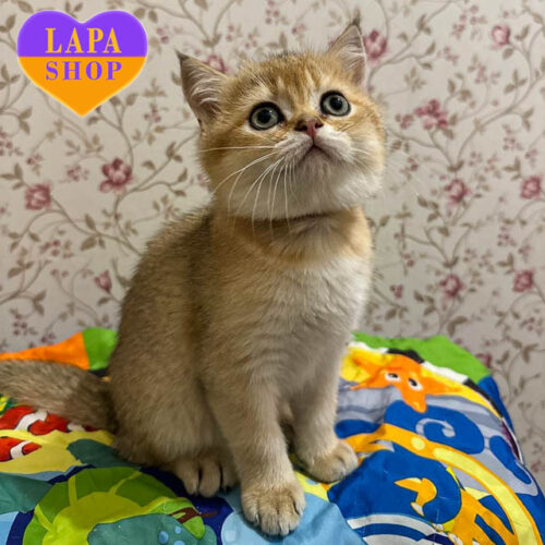 Kokos — милый короткошерстный красавец в золотой шубке