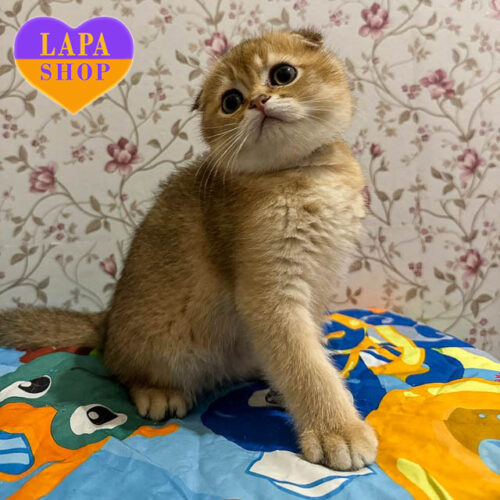 Kriss – милый вислоухий короткошерстный красавец в золотой шубке