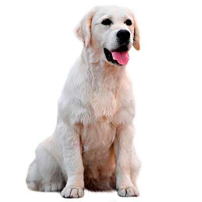 Золотистий ретривер