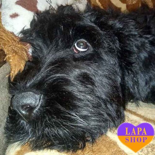 Lagerta — дівчинка породи російський чорний тер'єр