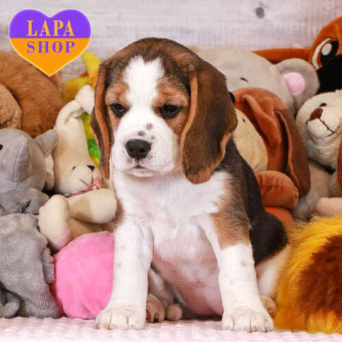 Lika — очаровательная красавица породы бигль