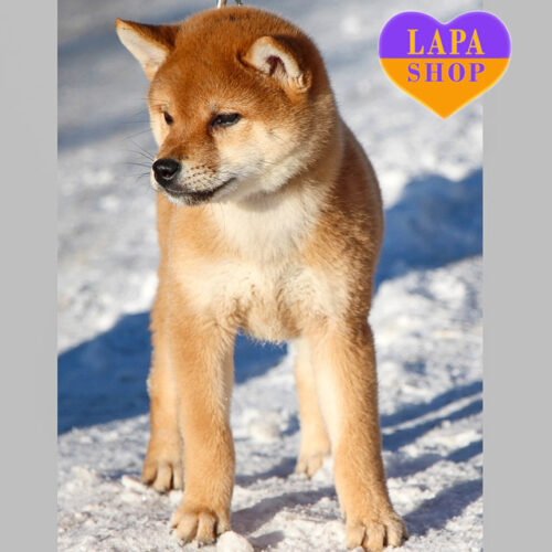 Red Lui Shiba Inu Boy