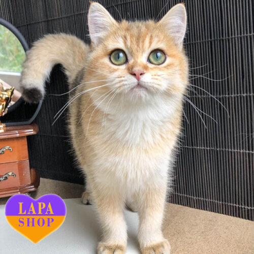 Golden British Shorthair Girl Lyalya