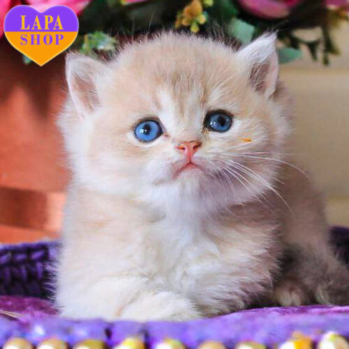 Британский короткошерстный милый мальчик