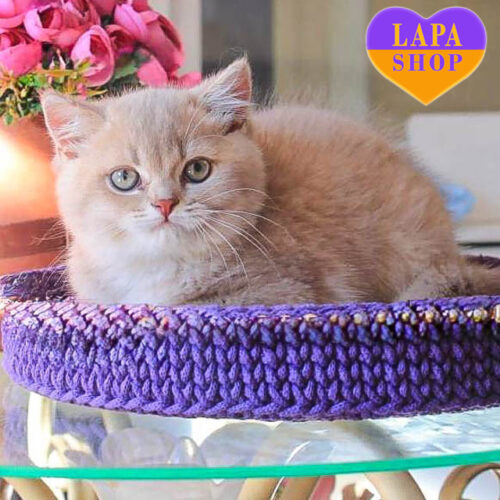 Британский короткошерстный красавец Mark ждет семью