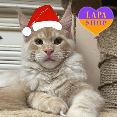 Чарівне кошеня породи мейн-кун ніжного забарвлення Келвін