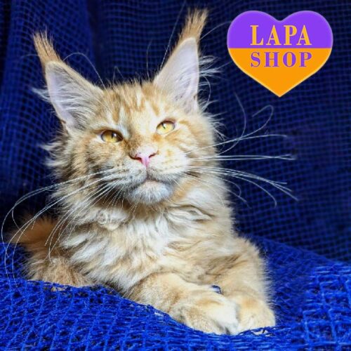 Джей Ло — яскрава кішечка породи мейн-кун в розкішний шубці та з ніжним характером