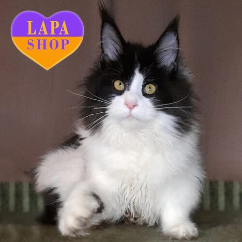 Cute Maine Coon Kitty in a Black and White Fur Coat Questa