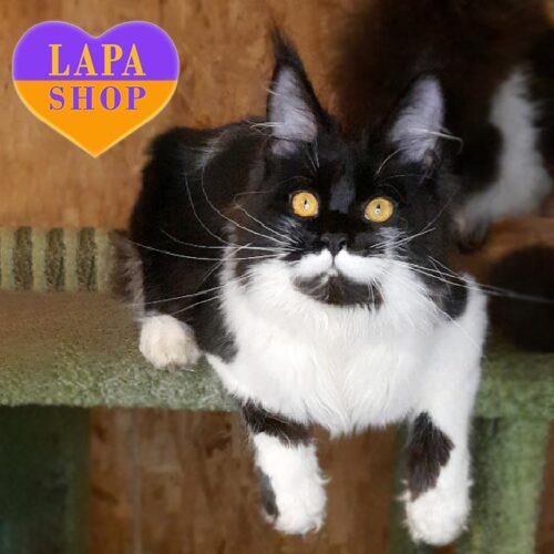 Quinta is a Black and White Maine Coon Beauty