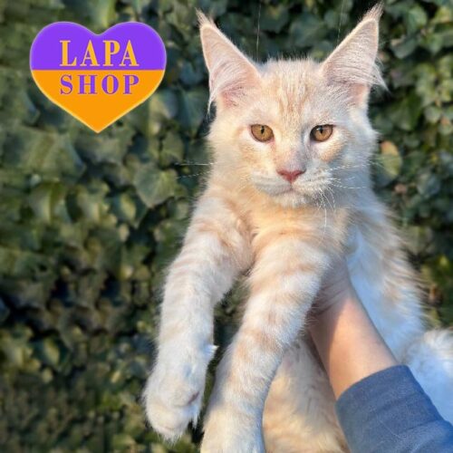 Silver — красунчик породи мейн-кун ніжного забарвлення