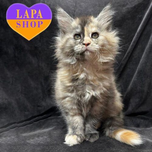 Черепахово-димна красуня породи мейн-кун Skarlet