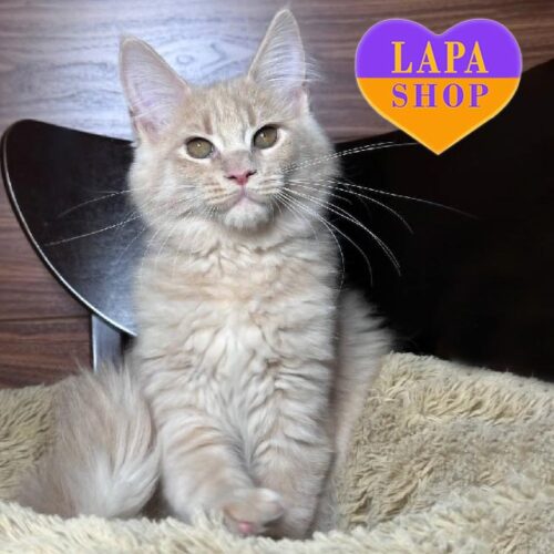 Sunny Verona — чарівна кішечка породи мейн-кун унікального бежево-кремового забарвлення