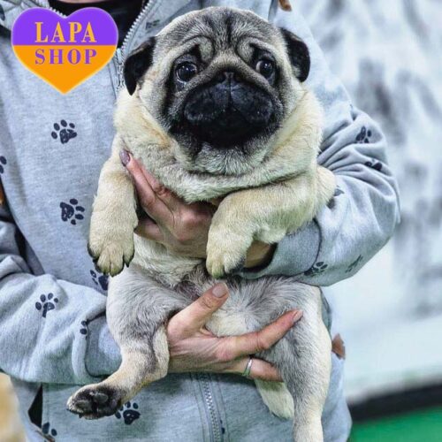 Mirazh is a Handsome Pug Boy