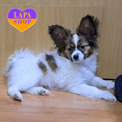 Mon-Amur — Handsome Papillon Ready to Be Your Loyal Friend