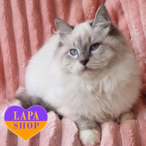 Невська маскарадна красуня в розкішній шубці Fayry