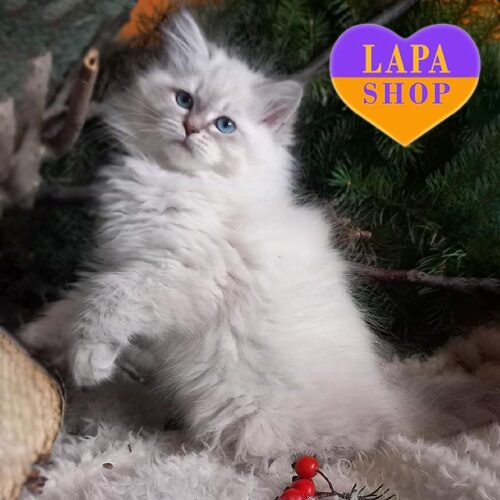 Ingrid — невская маскарадная кошечка в роскошной шубке