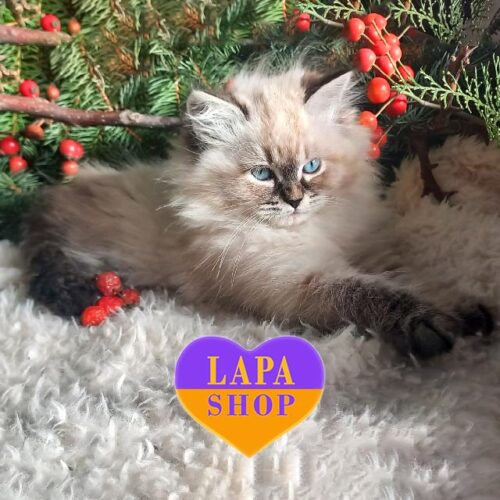 Невская маскарадная красотка Isha